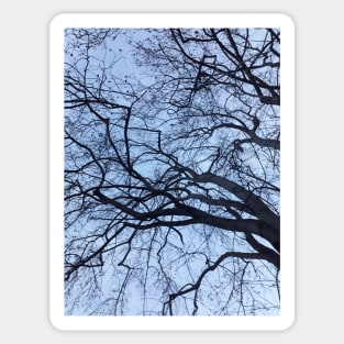 The Tree Sky Photography My Sticker